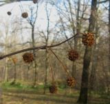 Cephalanthus occidentalis. Созревшие соплодия. Москва, ГБС РАН. 01.11.2013.