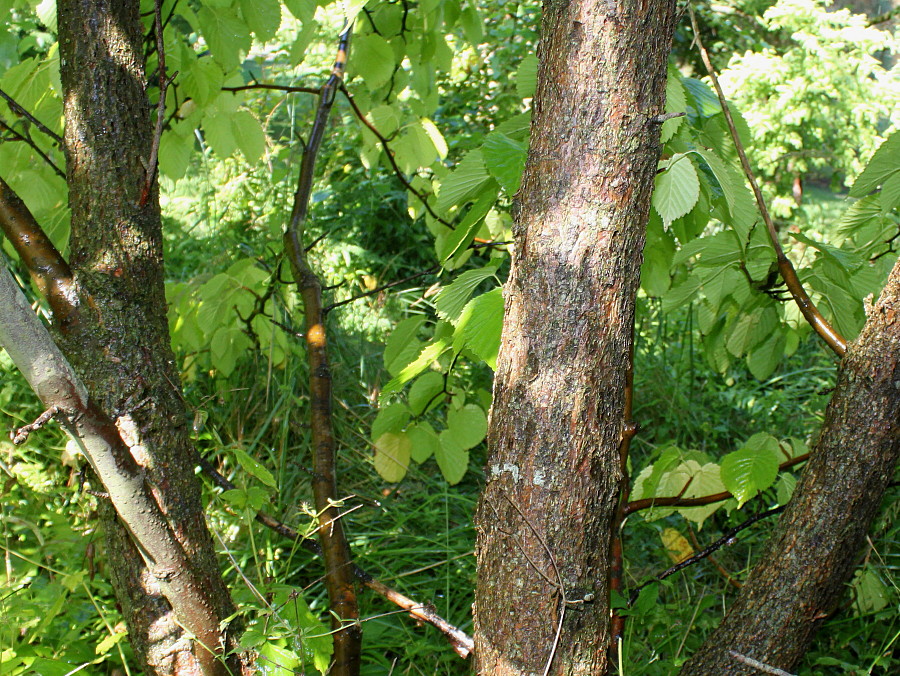 Image of Davidia involucrata var. vilmoriniana specimen.