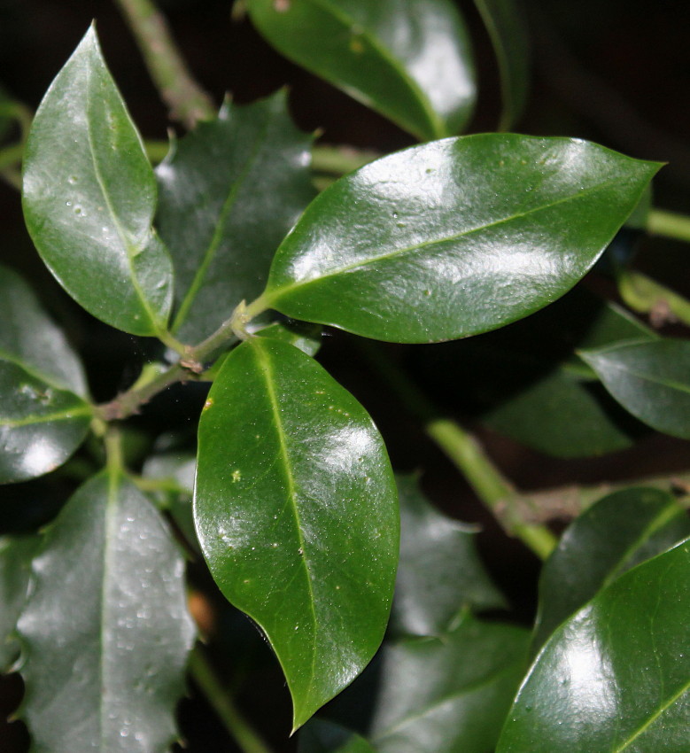 Image of Ilex aquifolium specimen.