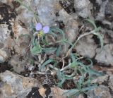 Commelina albescens. Цветущее растение. Сокотра, плато Хомхи. 29.12.2013.