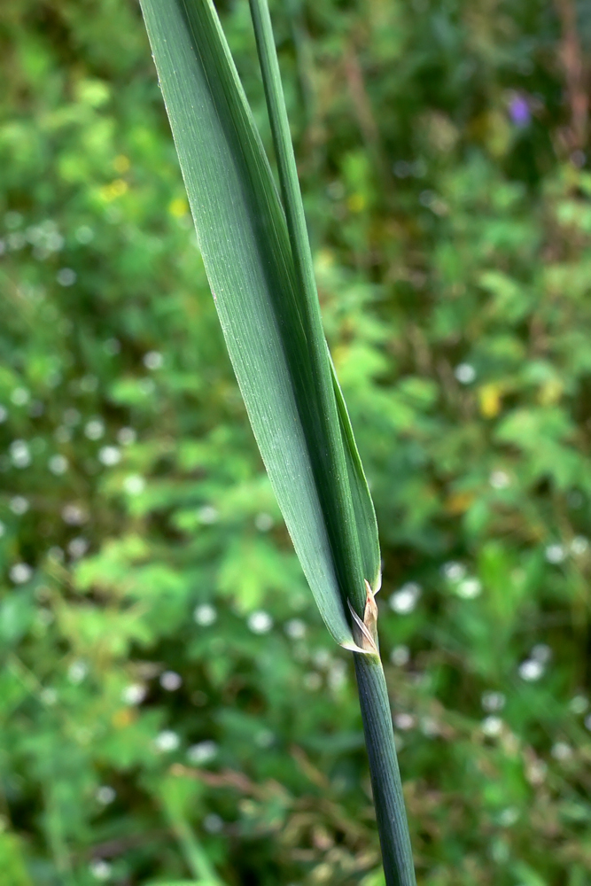 Image of Phleum pratense specimen.