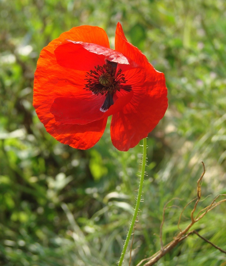 Image of Papaver rhoeas specimen.