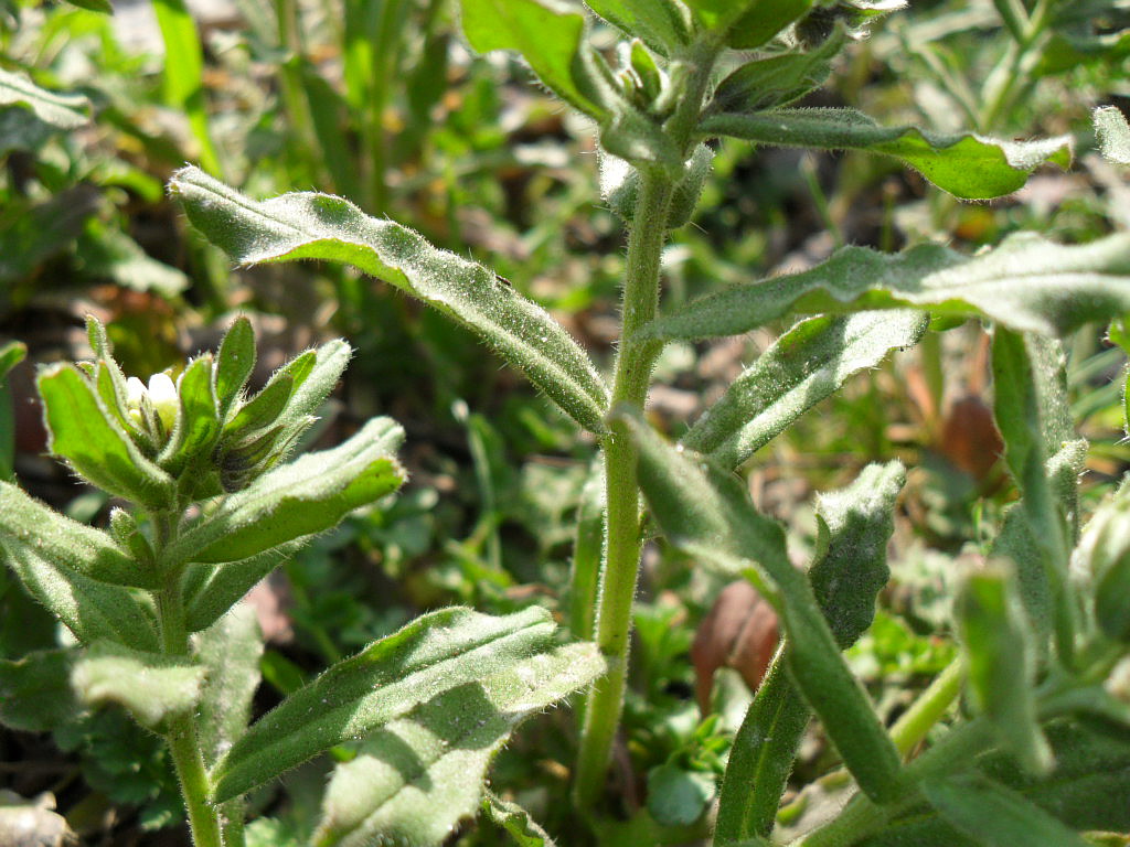 Image of Buglossoides rochelii specimen.