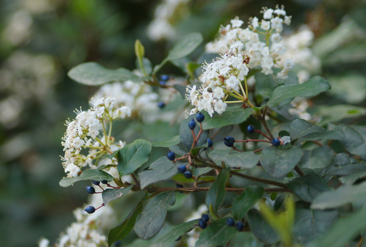 Image of Viburnum tinus specimen.