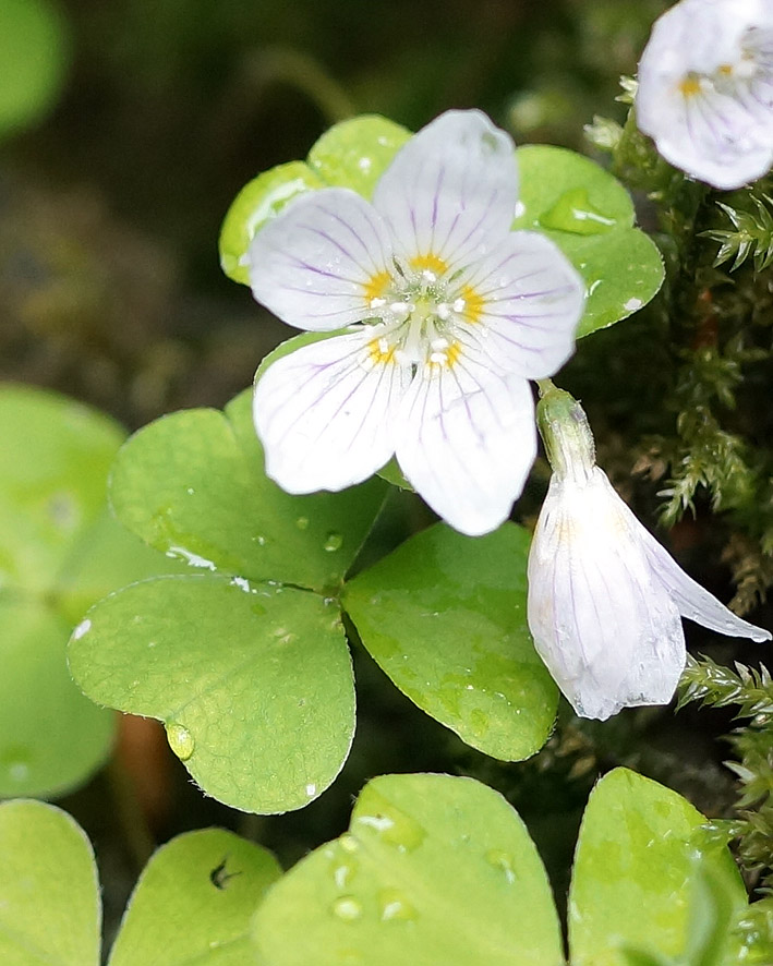 Image of Oxalis acetosella specimen.