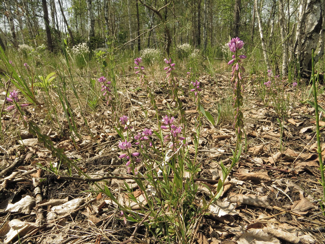 Image of Polygala comosa specimen.