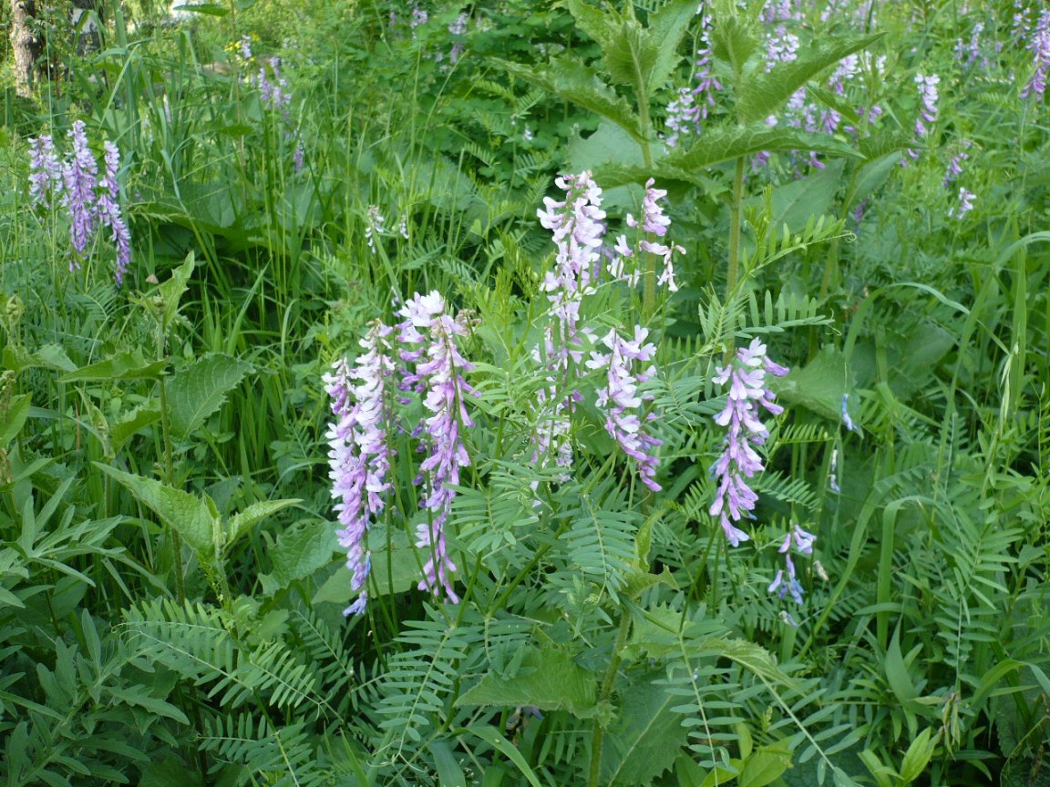 Image of Vicia tenuifolia specimen.