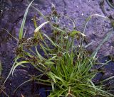 Cyperus fuscus