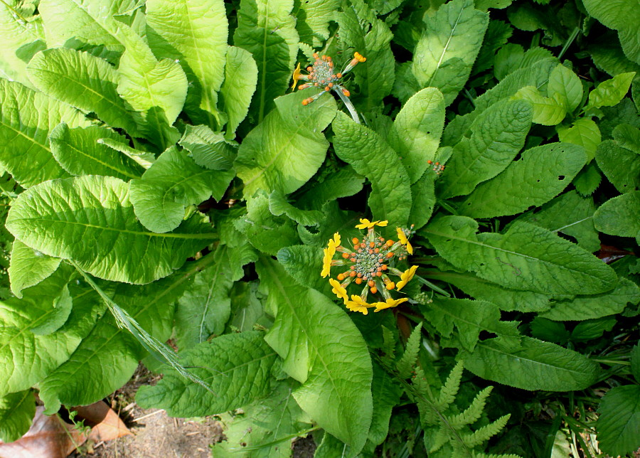 Image of Primula bulleyana specimen.