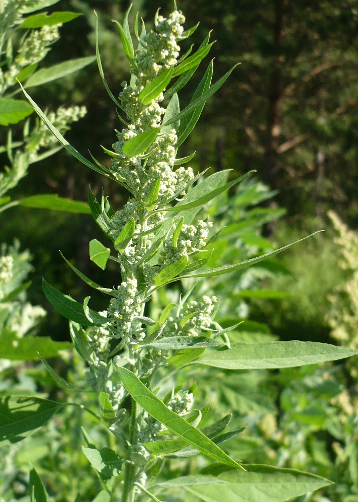 Изображение особи род Chenopodium.