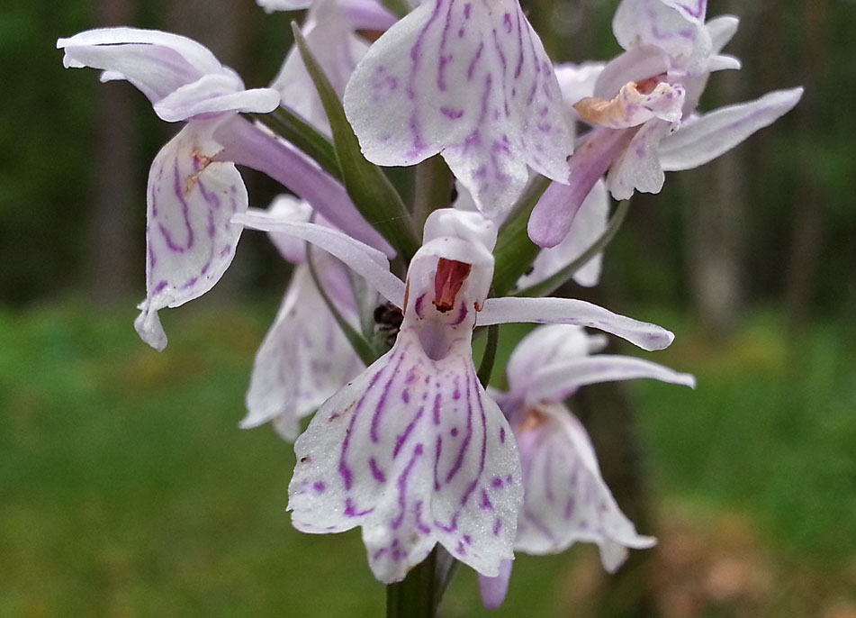 Изображение особи Dactylorhiza maculata.