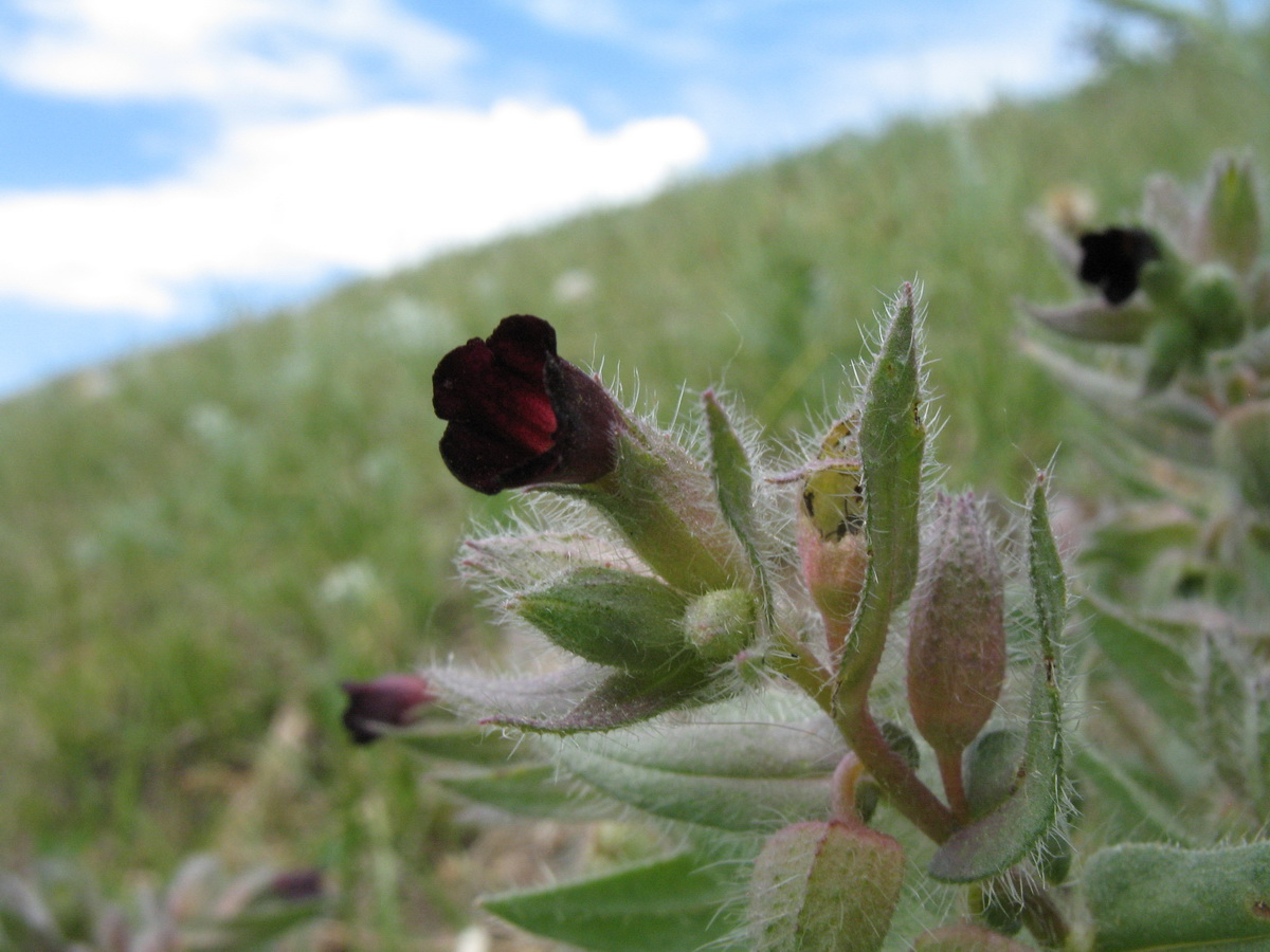 Image of Nonea rossica specimen.