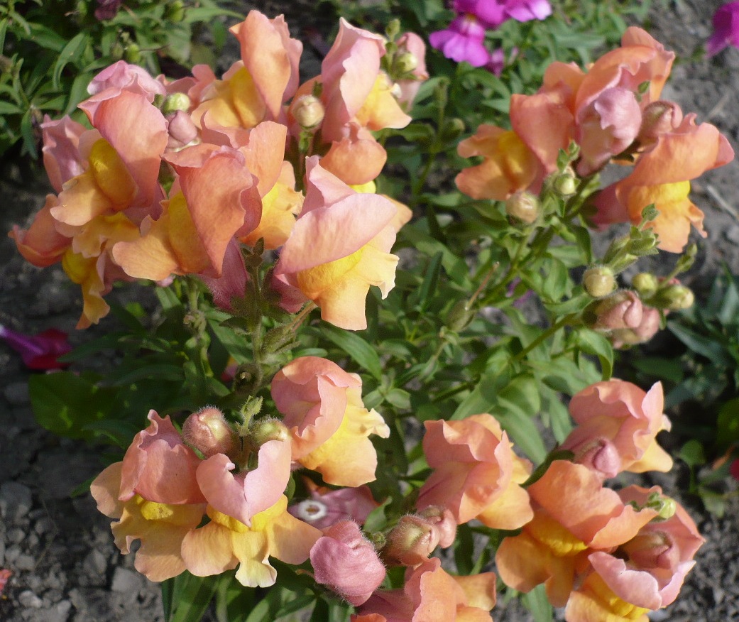 Изображение особи Antirrhinum majus.