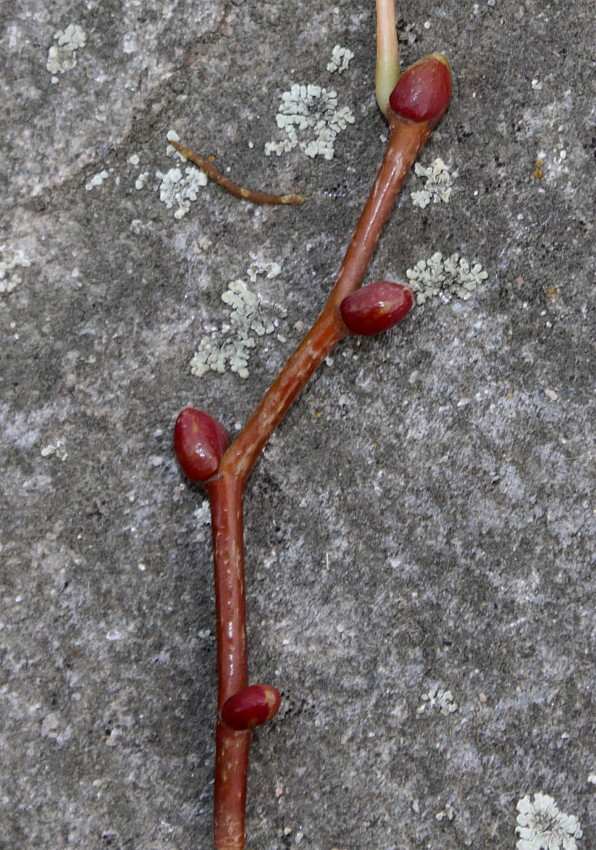 Image of Tilia mongolica specimen.