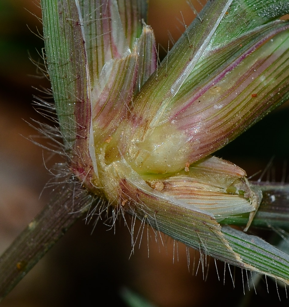 Изображение особи Dactyloctenium aegyptium.