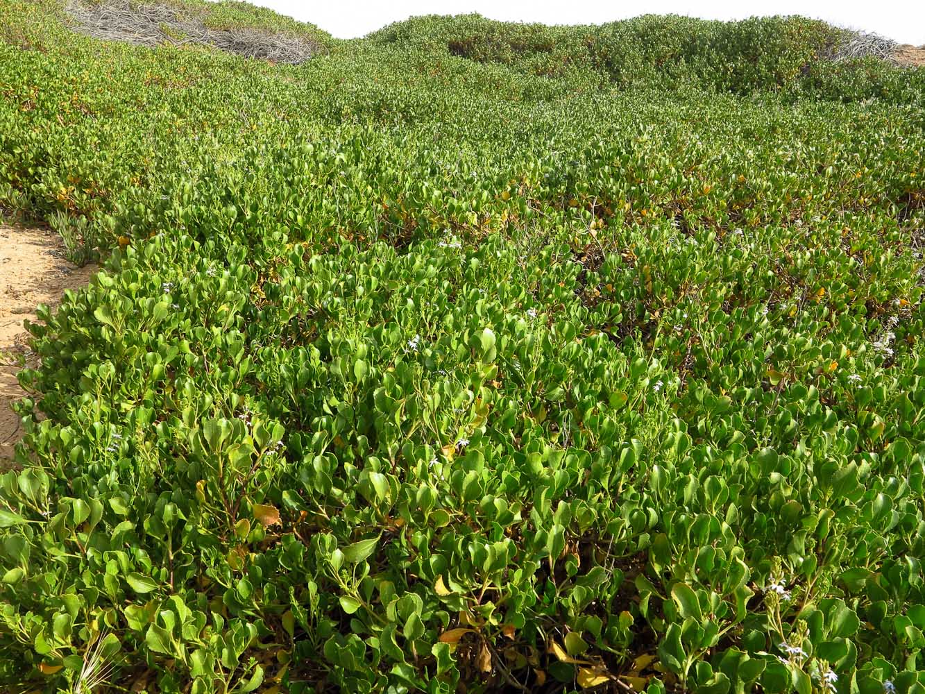 Изображение особи Scaevola crassifolia.