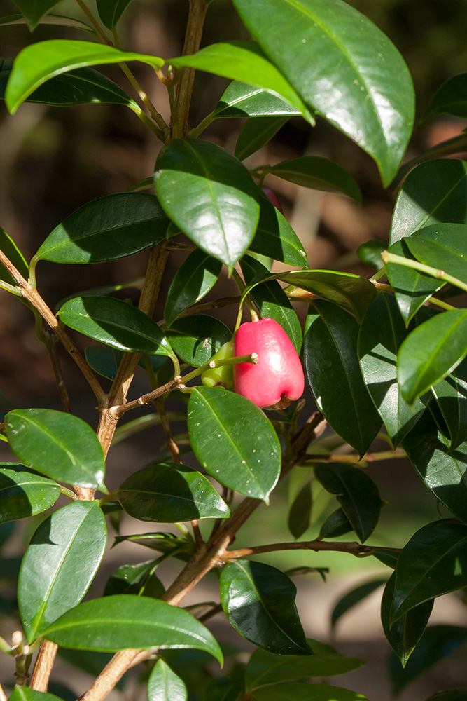 Image of Syzygium cumini specimen.