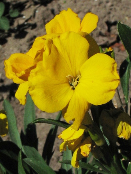 Image of Cheiranthus cheiri specimen.