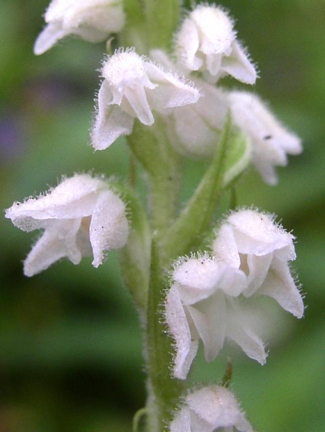 Image of Goodyera repens specimen.