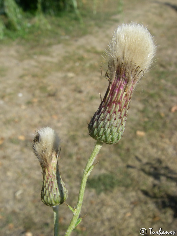 Изображение особи Cirsium incanum.