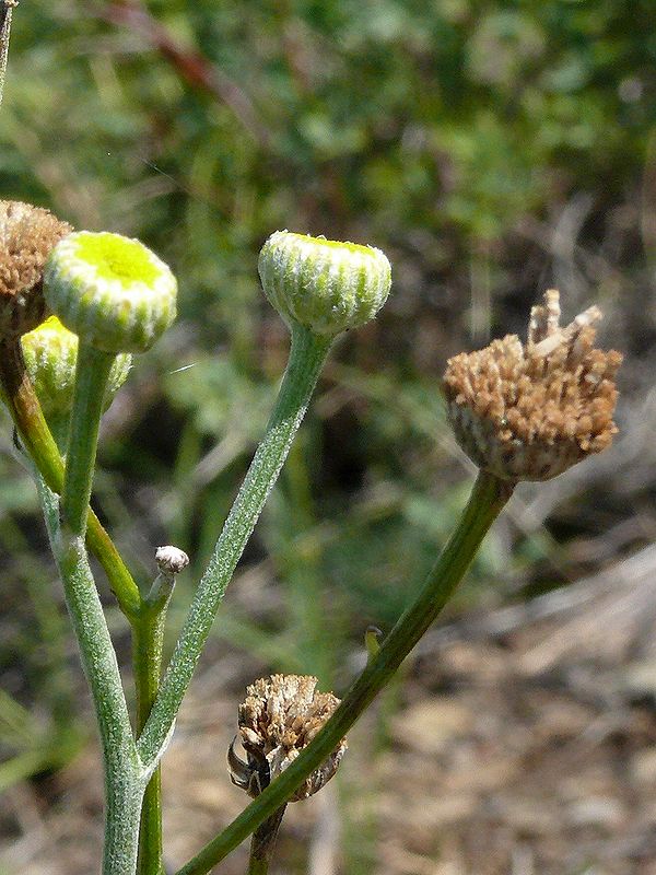 Image of Tanacetum santolina specimen.