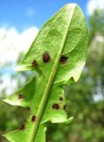 Taraxacum officinale. Верхушка листа с поражениями (вид снизу). Окр. Архангельска, свалка древесных отходов. 05.06.2015.