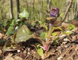 Ajuga reptans. Вегетирующее растение с заложившимся соцветием. Краснодарский край, м/о г. Геленджик, окр. пос. Возрождение, гора Михайловка, дубово-буково-грабовый лес с примесью тиса ягодного. 25.04.2015.