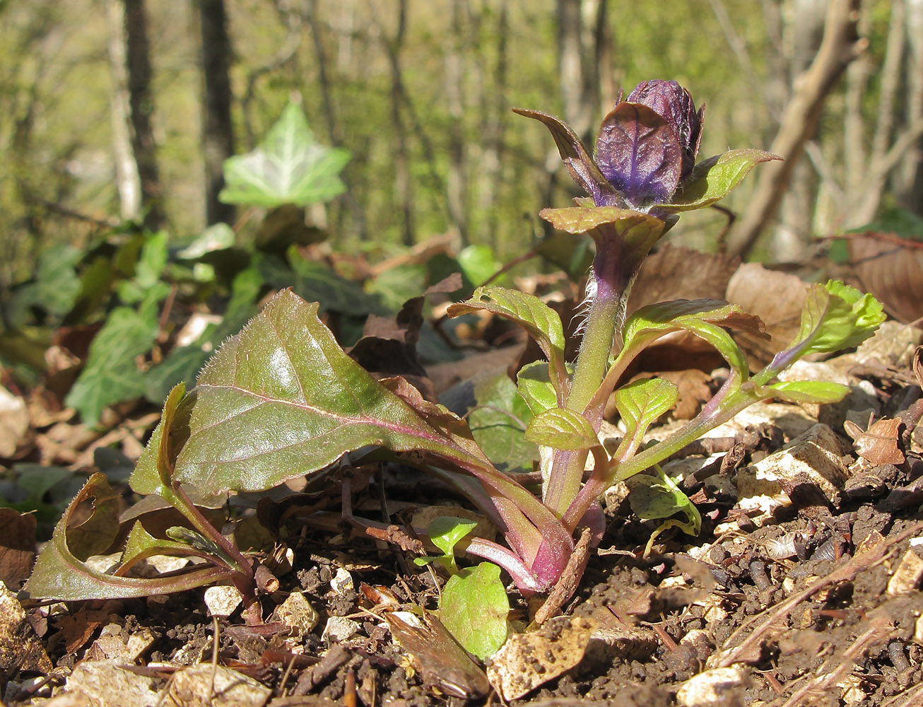 Image of Ajuga reptans specimen.