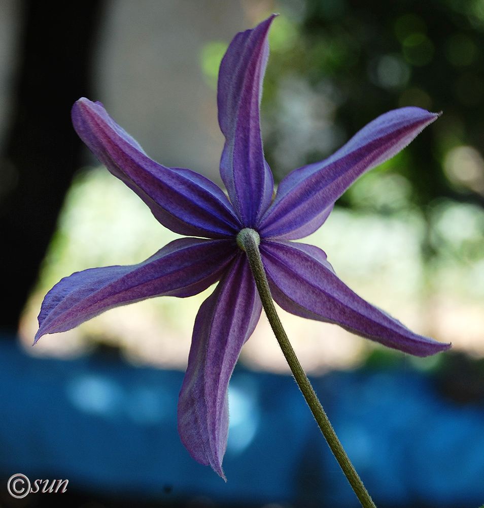 Изображение особи Clematis &times; jackmanii.