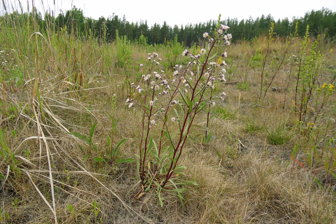 Image of Erigeron acris specimen.