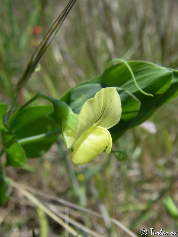 Image of Lathyrus aphaca specimen.