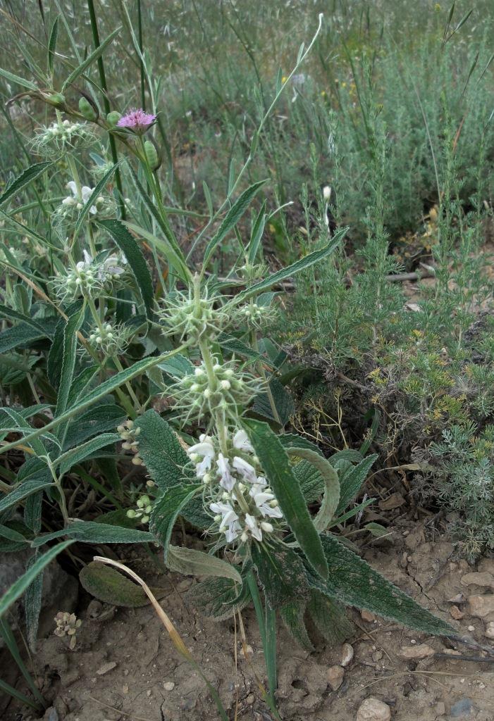 Image of Phlomis cancellata specimen.