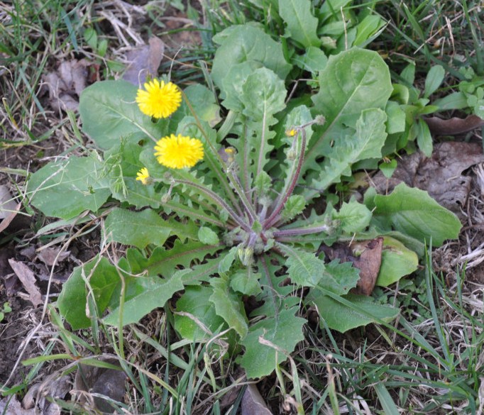 Image of Lagoseris sancta specimen.