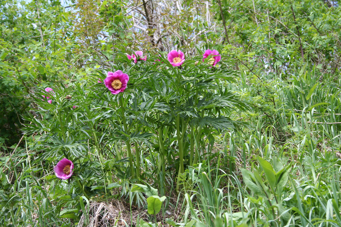 Изображение особи Paeonia anomala.