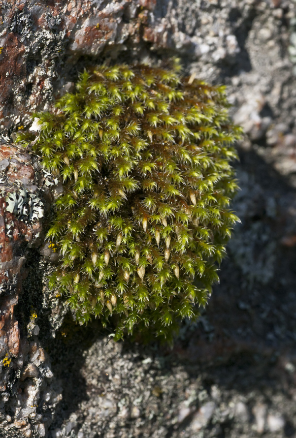 Изображение особи Bucklandiella microcarpa.