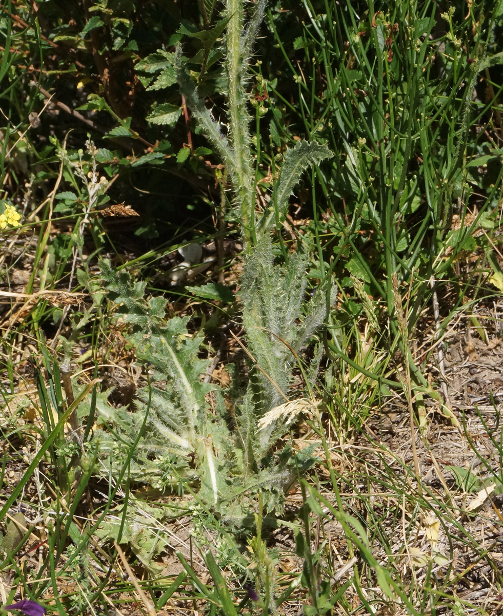 Image of Carduus thoermeri specimen.