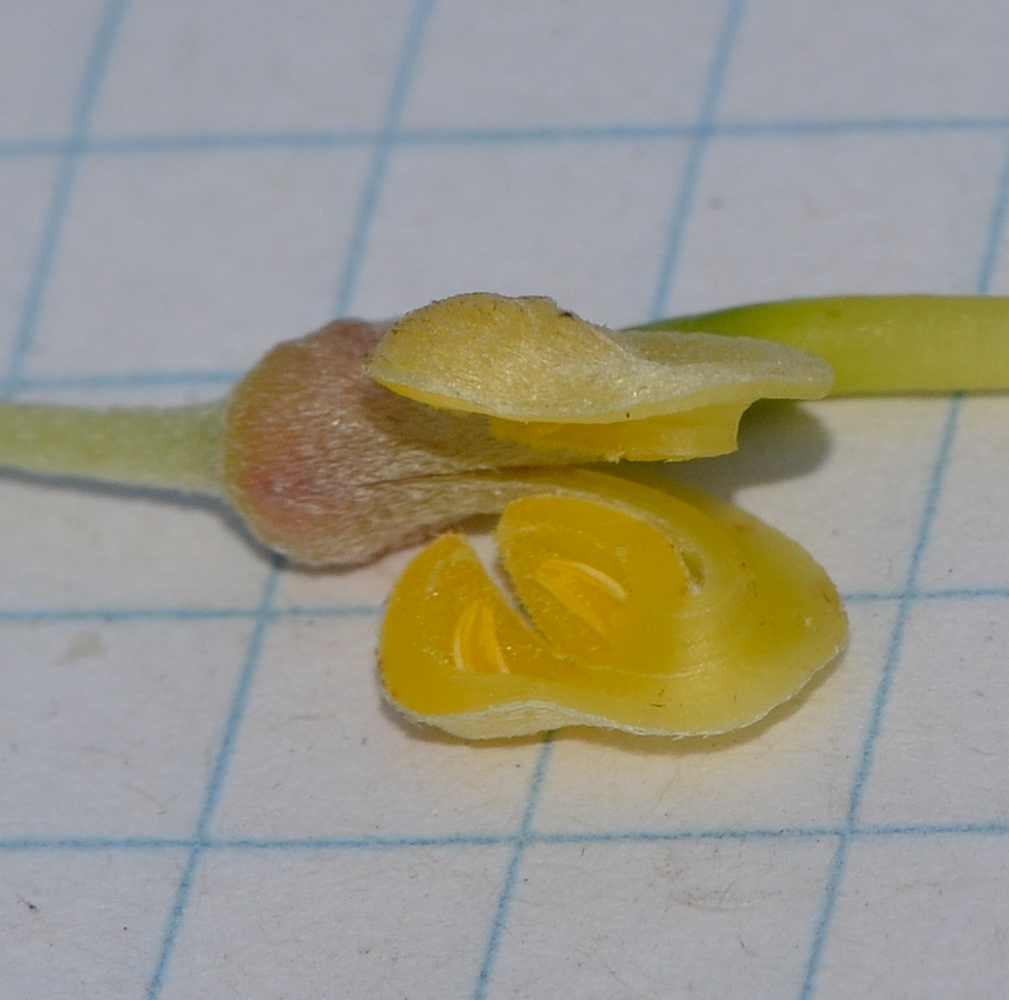 Image of Hakea chordophylla specimen.