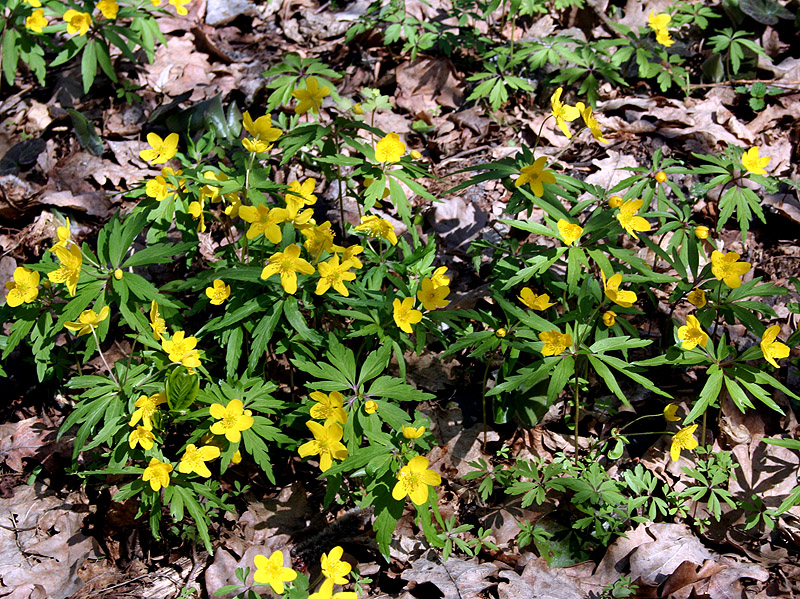 Image of Anemone ranunculoides specimen.