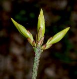 Euonymus verrucosus