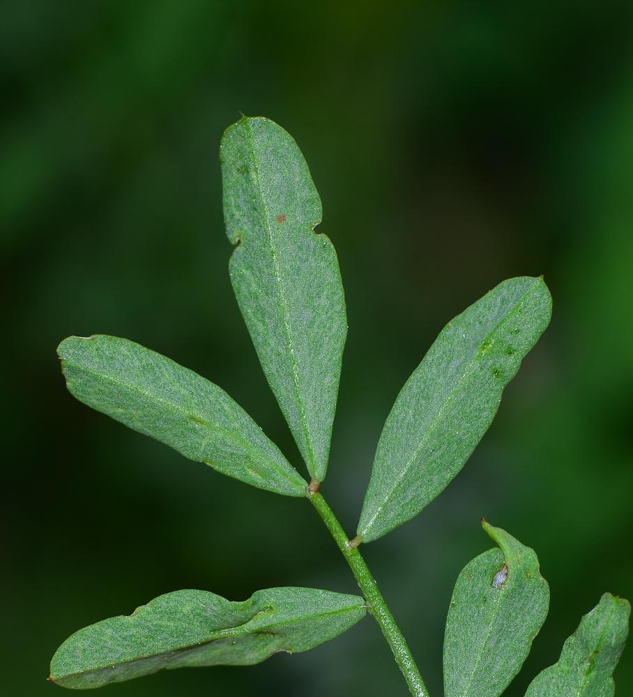 Image of Hippocrepis multisiliquosa specimen.