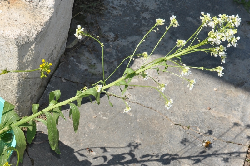 Изображение особи Armoracia rusticana.