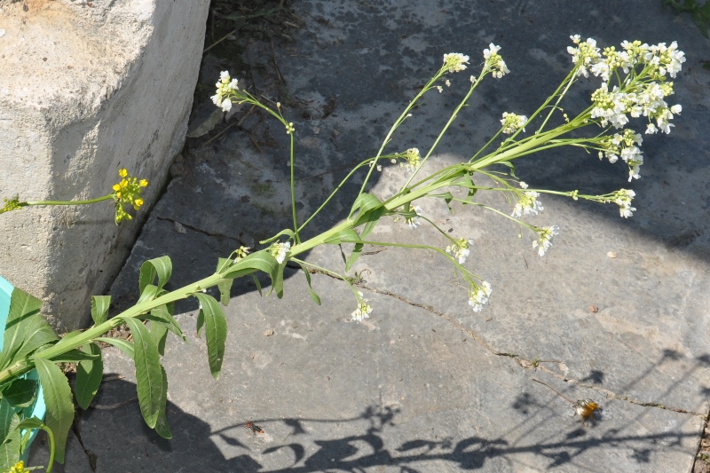 Image of Armoracia rusticana specimen.