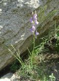 Linaria bungei