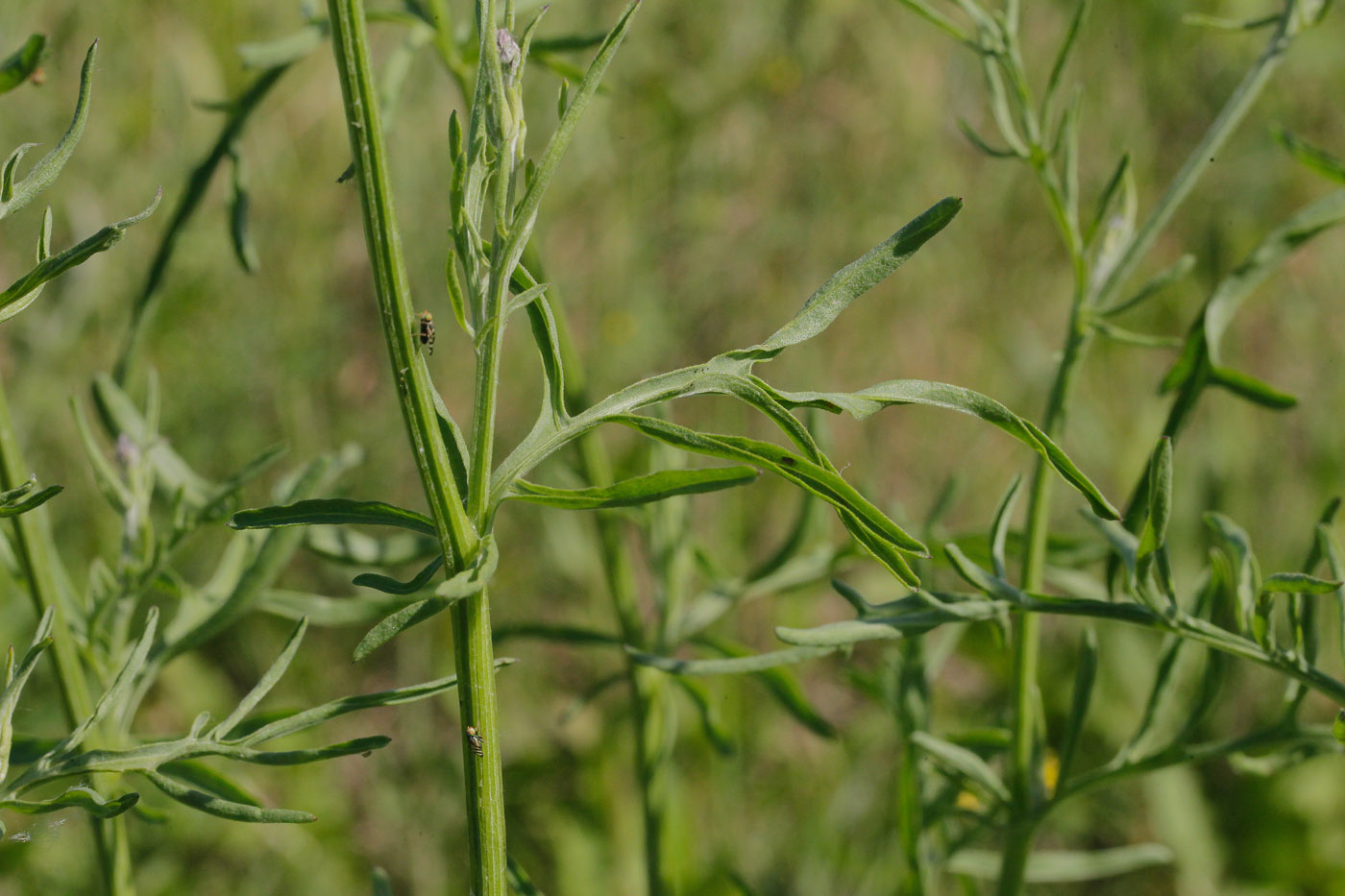 Image of Centaurea scabiosa specimen.