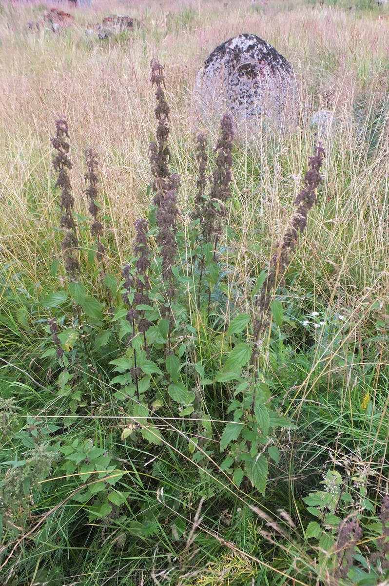 Image of Urtica dioica specimen.