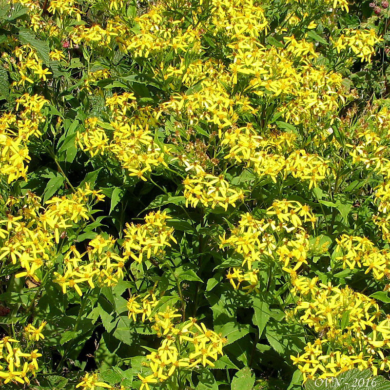 Image of genus Senecio specimen.