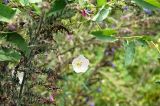 Convolvulus arvensis