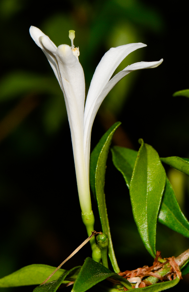 Image of Turraea obtusifolia specimen.