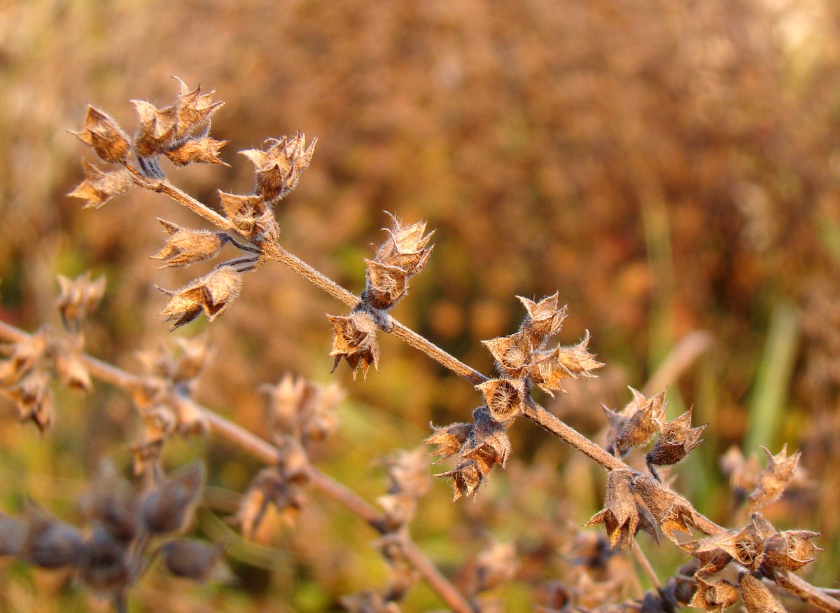 Image of Teucrium chamaedrys specimen.