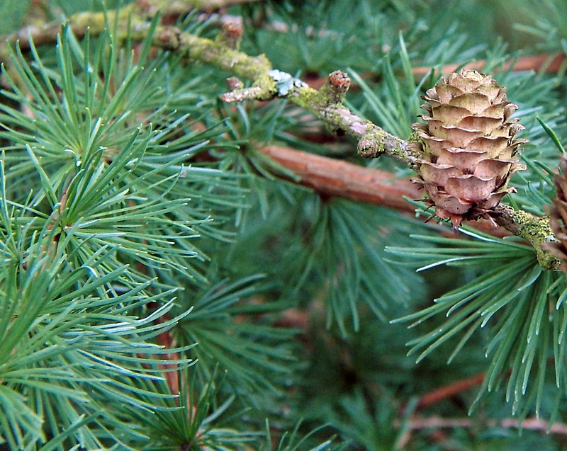 Image of Larix decidua specimen.